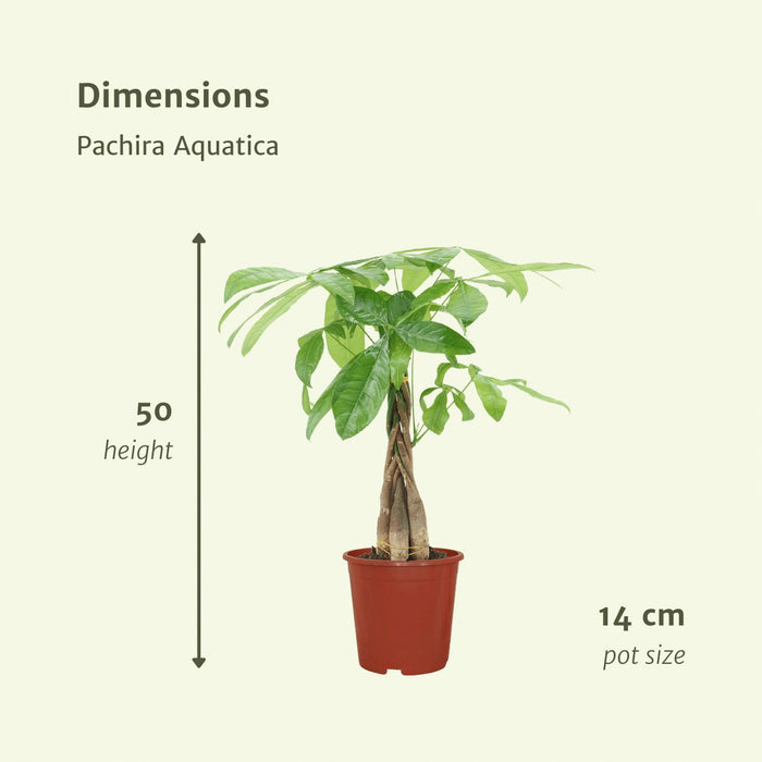 Pachira Aquatica - Sett Med 2