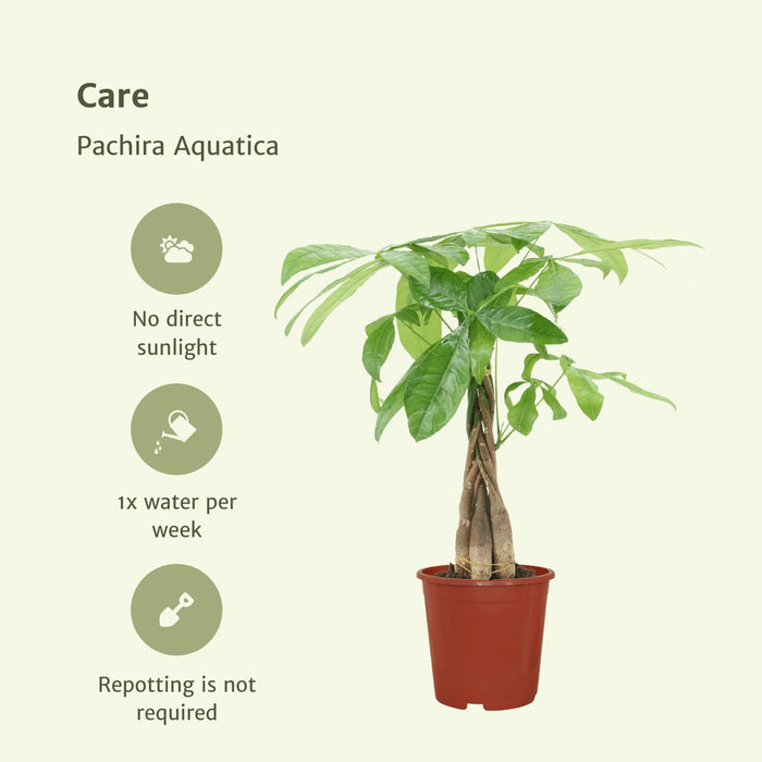 Pachira Aquatica - Sett Med 2