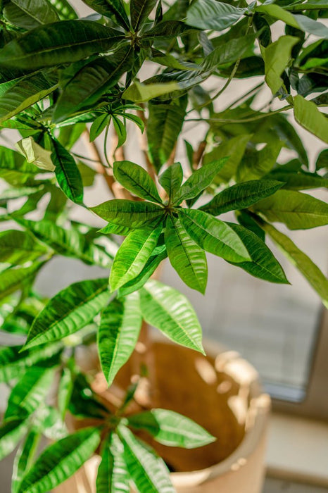 Flettet Pachira - Stor Kunstig Plante