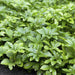 Japanske Pachysandra X 12