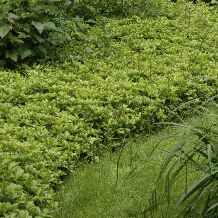 Japanske Pachysandra X 12