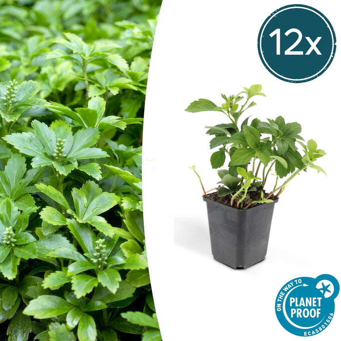 Japanske Pachysandra X 12