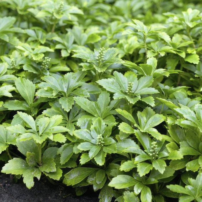 Japanske Pachysandra X 40