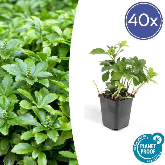 Japanske Pachysandra X 40