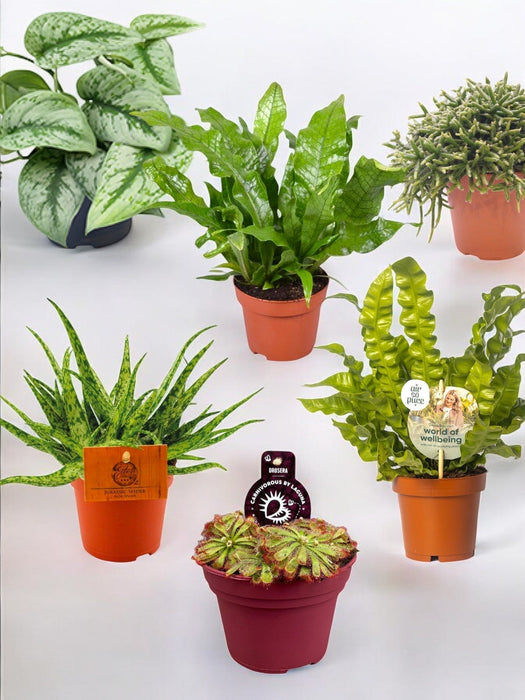 Pakke Med 6 Originale Planter