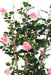 Artificial Flower Palisade Rose Bush H.160Cm Rosa