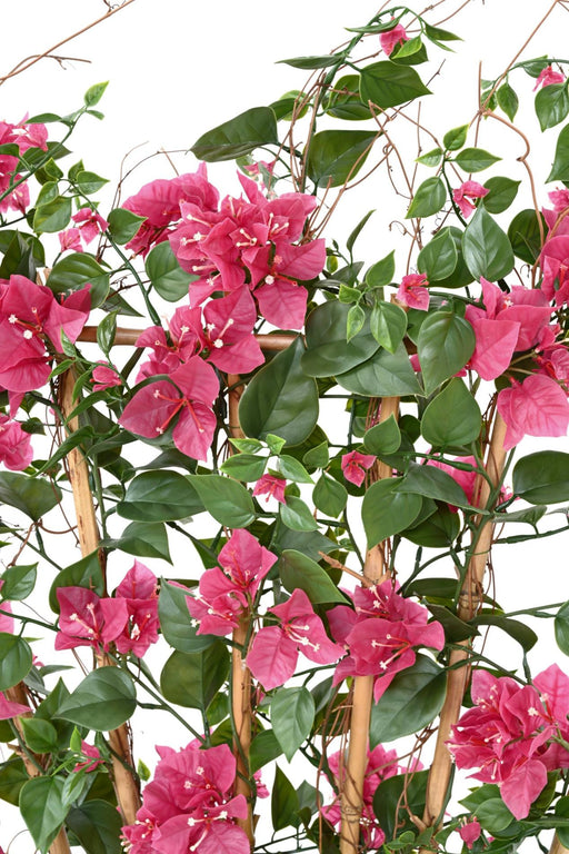 Bougainvillea Flower Palisade H140Cm Fuchsia Anti-Uv