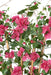 Bougainvillea Flower Palisade H140Cm Fuchsia Anti-Uv