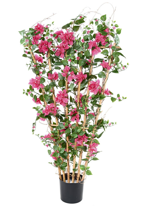 Bougainvillea Flower Palisade H140Cm Fuchsia Anti-Uv