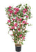 Bougainvillea Flower Palisade H140Cm Fuchsia Anti-Uv