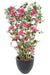 Bougainvillea Flower Palisade H140Cm Fuchsia Anti-Uv