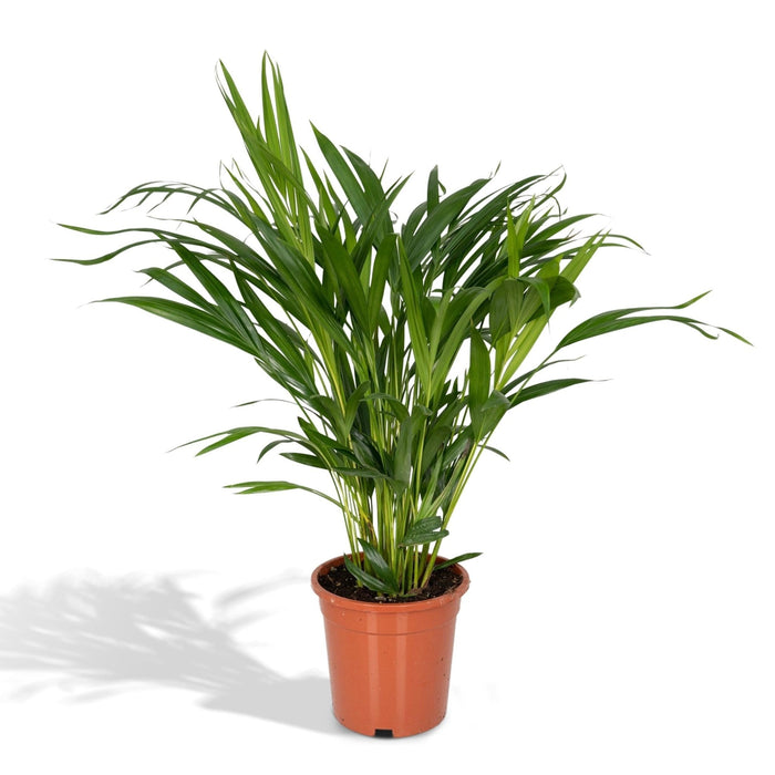 Areca Palme