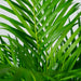 Areca Palme