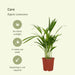 Areca Palme