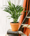 Areca Palme