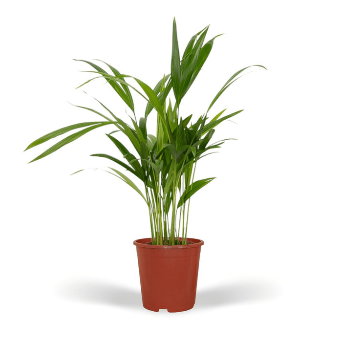 Areca Palme