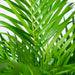 Areca Palmetre Og Dets Naturlige Kurv H130Cm