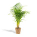 Areca Palmetre Og Dets Naturlige Kurv H130Cm