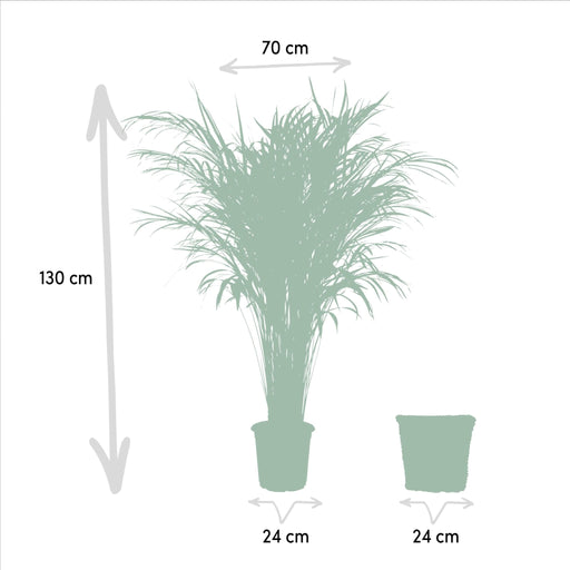 Areca Palmetre Og Dets Naturlige Kurv H130Cm