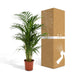 Areca Palm Xl