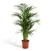 Areca Palm Xl