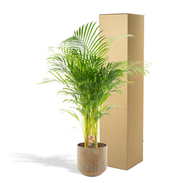 Areca Palm Tree Xl Og Dekselet H130Cm