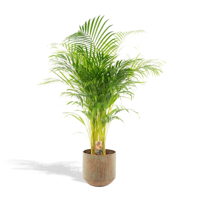 Areca Palm Tree Xl Og Dekselet H130Cm