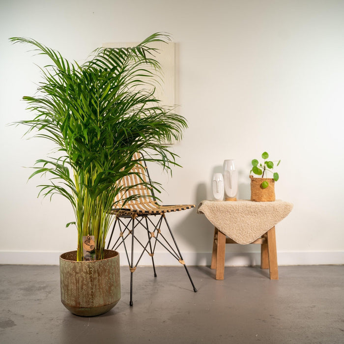 Areca Palm Tree Xl Og Dekselet H130Cm