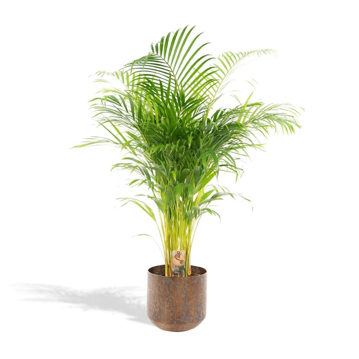 Areca Palm Tree Xl Og Dens Cache Pot H130Cm