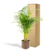 Areca Palm Tree Xl Og Dens Cache Pot H130Cm