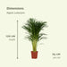 Areca Palm Xl H120Cm