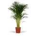 Areca Palm Xl H120Cm