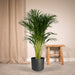 Areca Palm Xl H120Cm