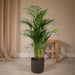 Areca Palm Xl