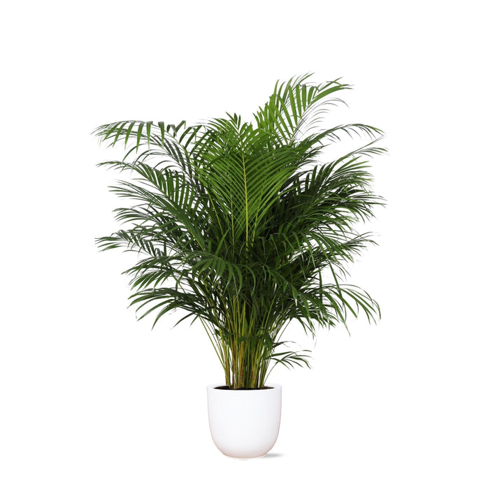 Areca Palmetre Og Potten