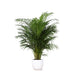 Areca Palmetre Og Potten