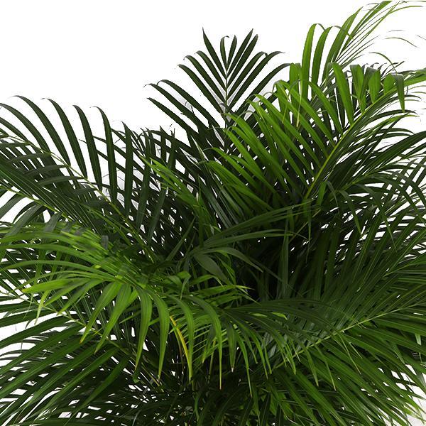 Areca Palmetre Og Potten