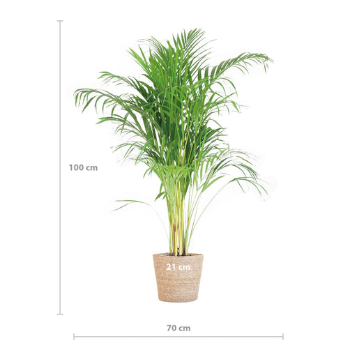 Areca Palmetre Og Potten