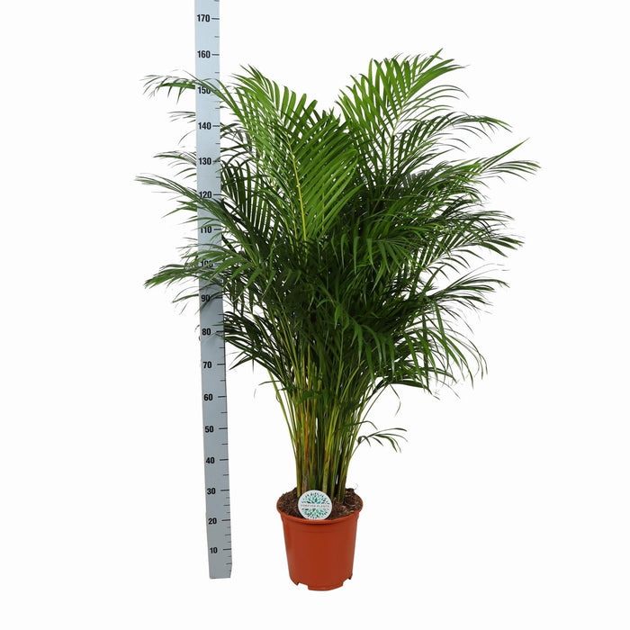 Areca Palmetre Og Potten