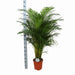 Areca Palmetre Og Potten