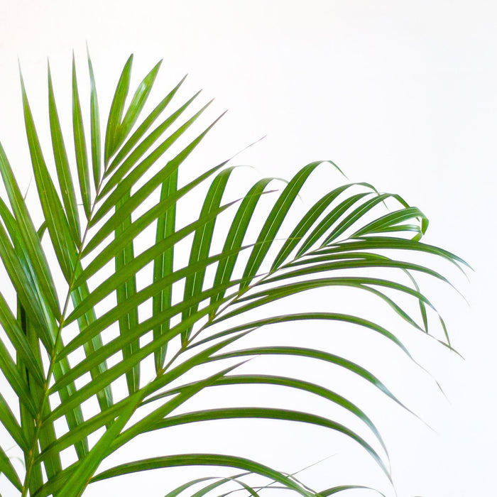 Areca Palmetre Og Potten