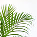 Areca Palmetre Og Potten