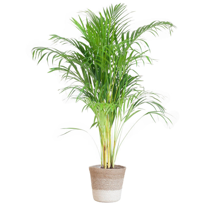 Areca Palmetre Og Potten