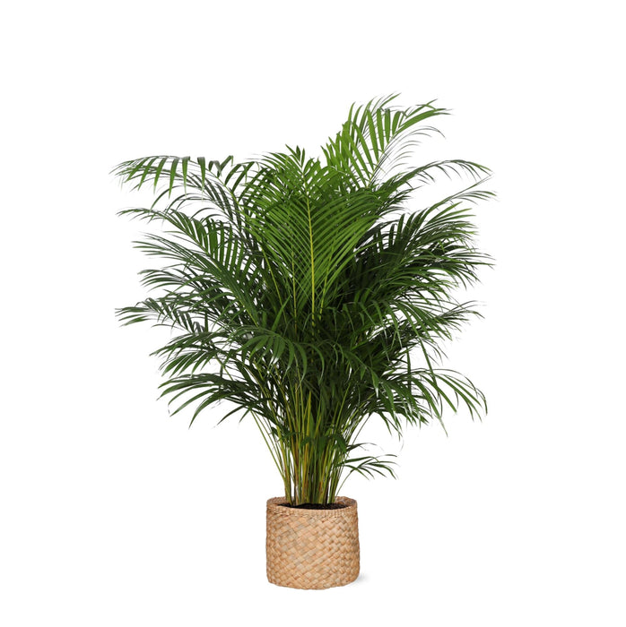 Areca Palmetre Og Potten