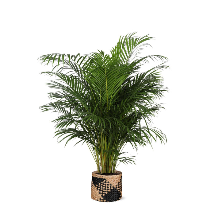 Areca Palmetre Og Potten