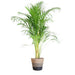 Areca Palmetre Og Potten