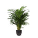 Areca Palmetre Og Potten