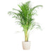 Areca Palmetre Og Potten