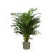 Areca Palmetre Og Potten