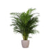 Areca Palmetre Og Potten